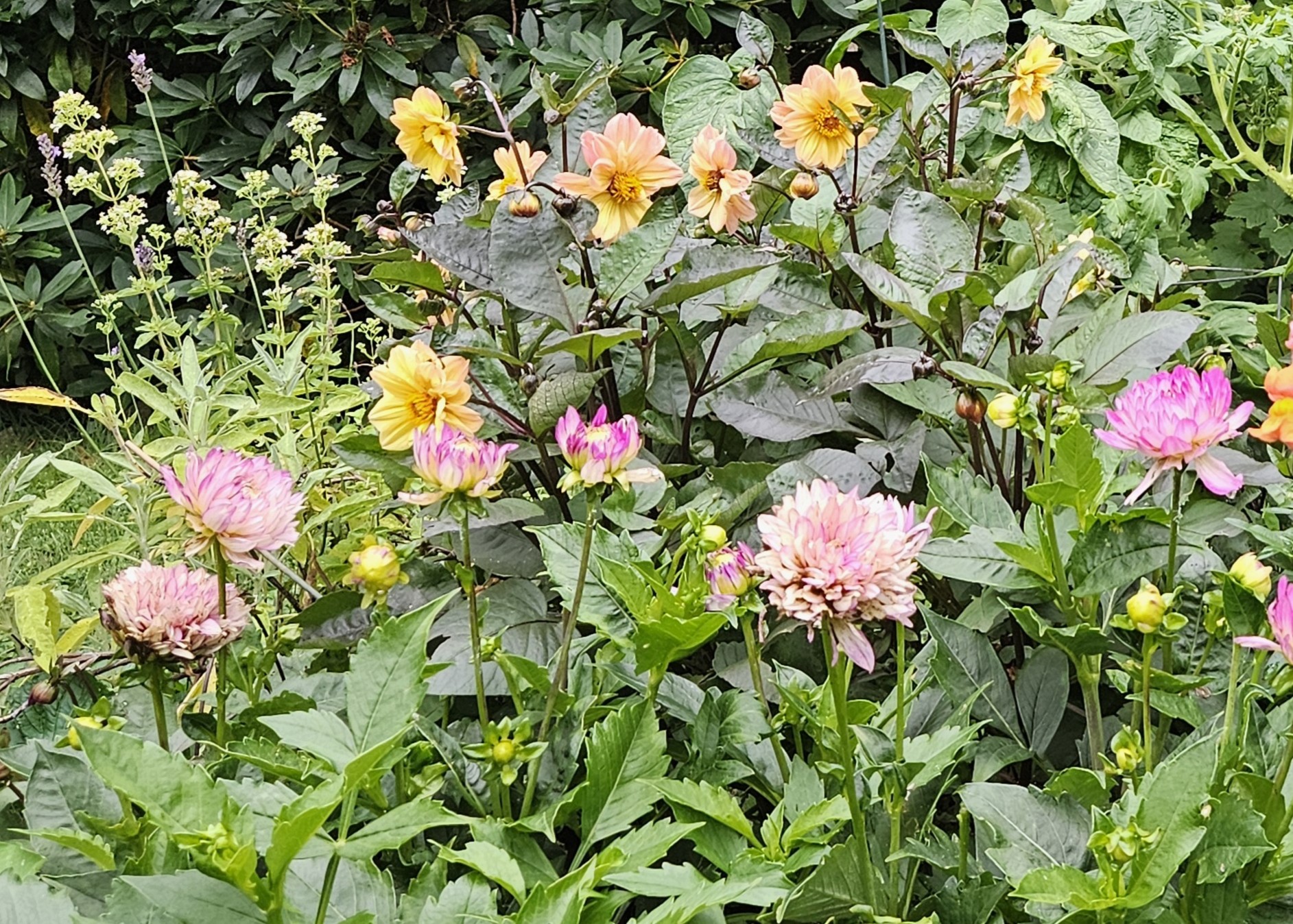 dahlias2